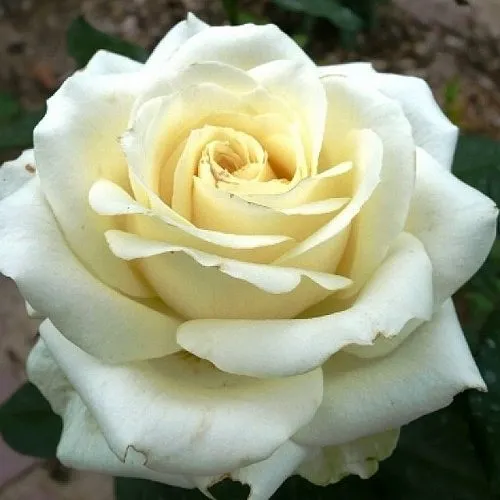 Саженцы роз ЭДВАНС чайно-гибридная  Саженцы роз ЭДВАНС чайно-гибридная в Москве