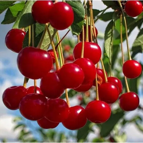 Вишня ФЛОРА Вишня ФЛОРА