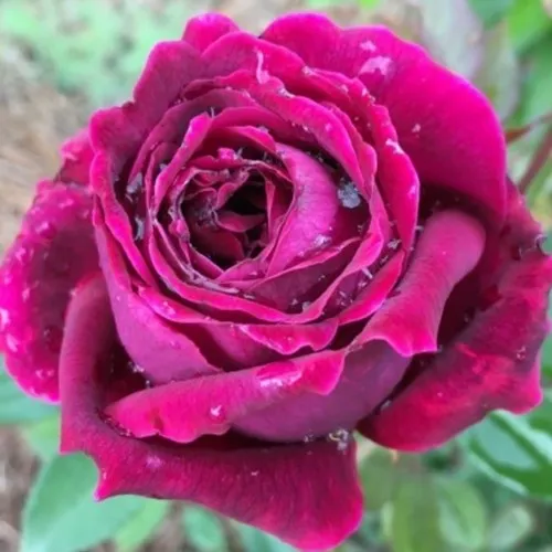 Саженцы роз РОЯЛ ПАЛАС японская  Саженцы роз РОЯЛ ПАЛАС японская в Москве