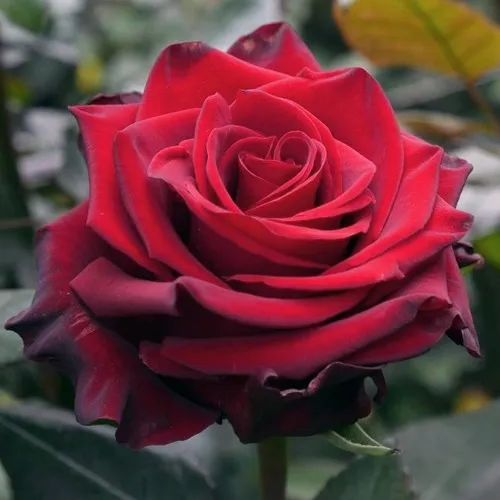 Саженцы роз ЭКСПЛОРЕР чайно-гибридная  Саженцы роз ЭКСПЛОРЕР чайно-гибридная в Москве