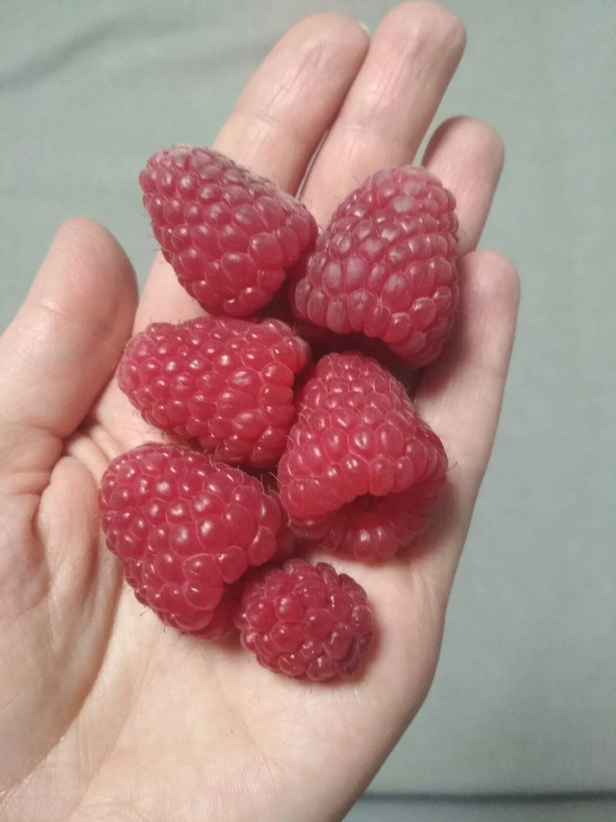 Малина Малина