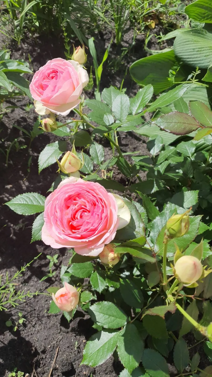 Елена Елена