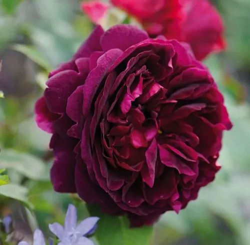 Саженцы роз МАНСТЕД ВУД английская  Саженцы роз МАНСТЕД ВУД английская в Москве