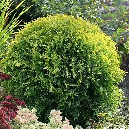 Туя ЕЛЛОУ ГЛОБ западная  Туя ЕЛЛОУ ГЛОБ западная в Москве