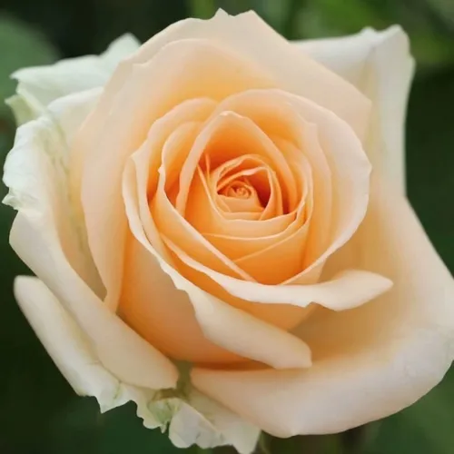 Саженцы роз ПИЧ АВАЛАНЖ чайно-гибридная  Саженцы роз ПИЧ АВАЛАНЖ чайно-гибридная в Москве