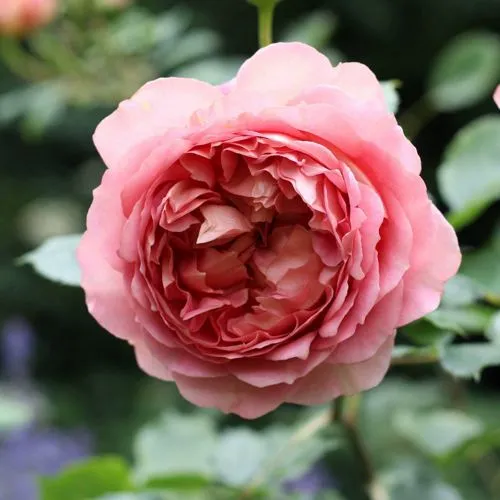 Саженцы роз РИДЖЕНТС ПАРК чайно-гибридная  Саженцы роз РИДЖЕНТС ПАРК чайно-гибридная в Москве