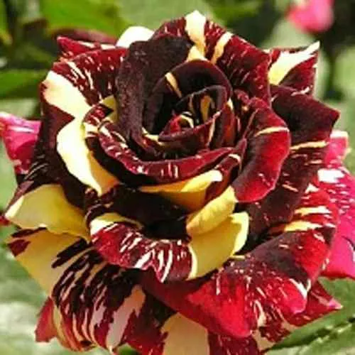 Саженцы роз ФОКУС ПОКУС флорибунда  Саженцы роз ФОКУС ПОКУС флорибунда в Москве