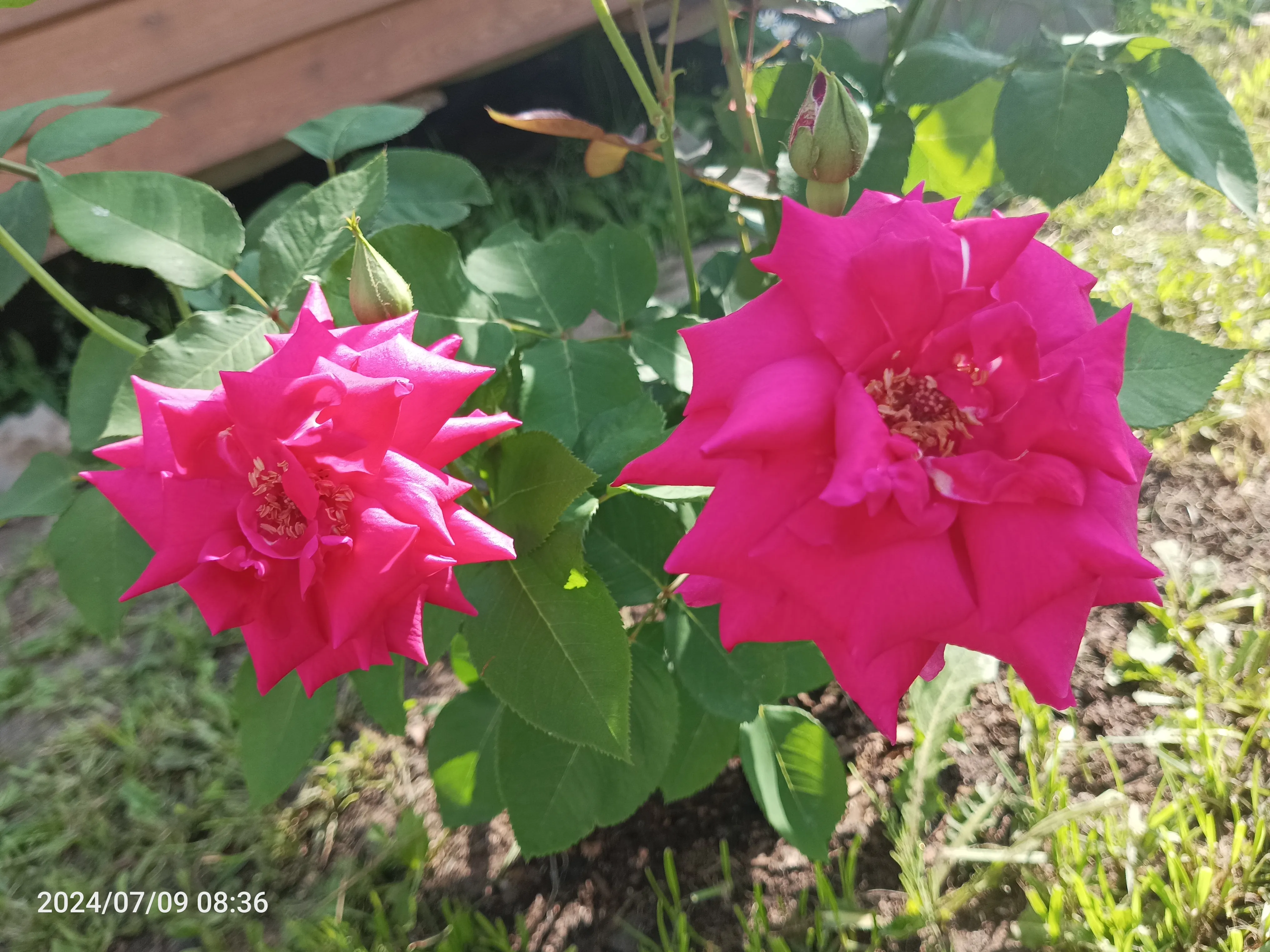 Анастасия Анастасия