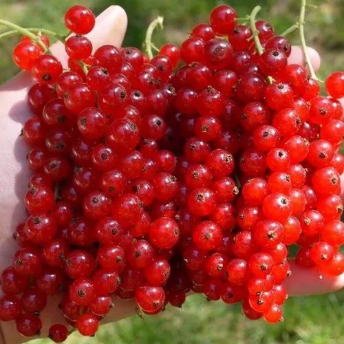 Смородина красная РЕД ПУЛ  Смородина красная РЕД ПУЛ в Москве