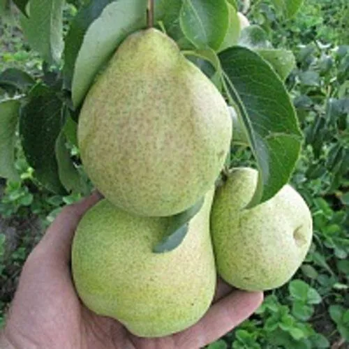 Груша КУДЕСНИЦА  Груша КУДЕСНИЦА в Москве