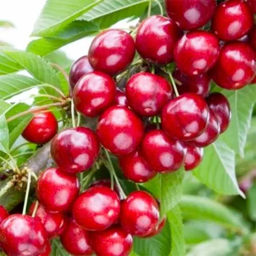 Вишня МАЛЮТКА колонновидная  Вишня МАЛЮТКА колонновидная в Москве