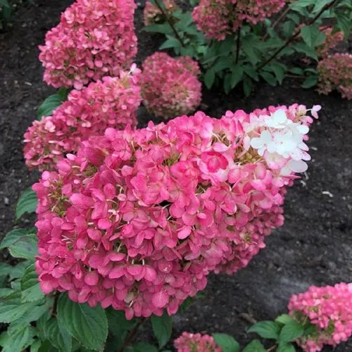 Гортензия СТРОБЕРРИ БЛОССОМ метельчатая  Гортензия СТРОБЕРРИ БЛОССОМ метельчатая в Москве