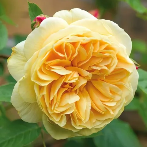 Саженцы роз ТИЗИНГ ДЖОРДЖИЯ английская  Саженцы роз ТИЗИНГ ДЖОРДЖИЯ английская в Москве