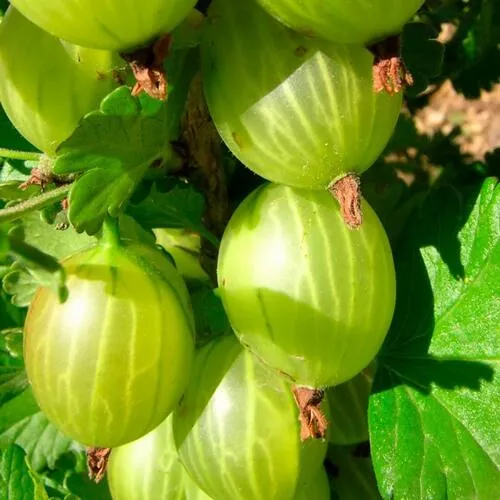 Крыжовник МАЛАХИТ  Крыжовник МАЛАХИТ в Москве