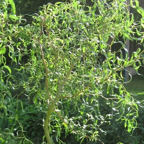 Ива МАТСУДАНА  Ива МАТСУДАНА в Москве