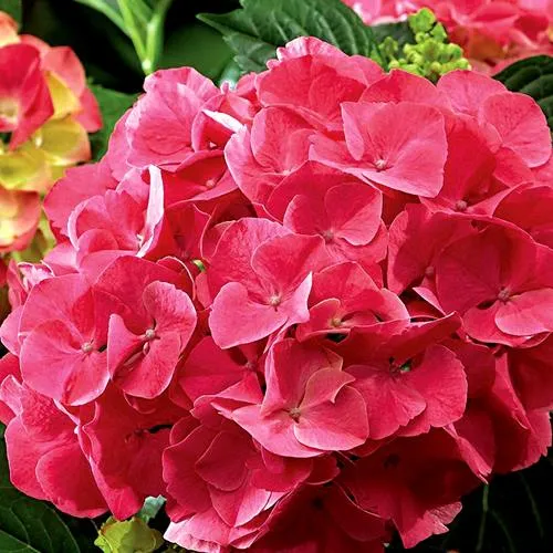 Гортензия МИСС ХЕПБЕРН крупнолистная  Гортензия МИСС ХЕПБЕРН крупнолистная в Москве