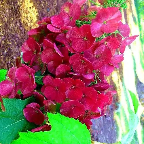 Гортензия АМЕТИСТ дуболистная  Гортензия АМЕТИСТ дуболистная в Москве