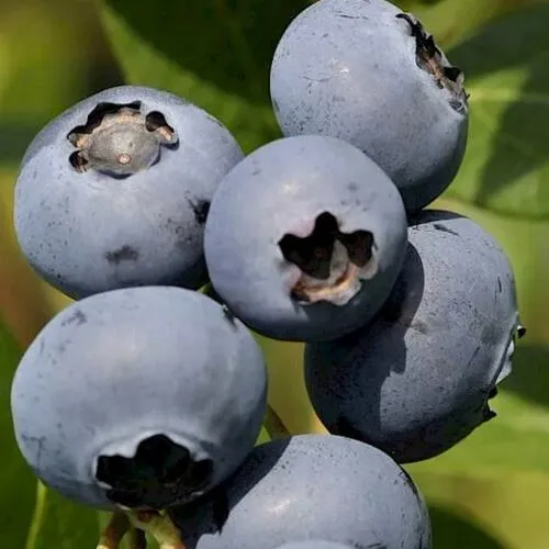 Голубика ЧАНДЛЕР  Голубика ЧАНДЛЕР в Москве