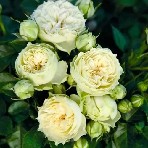 Саженцы роз БЛАНШЕТТ спрей  Саженцы роз БЛАНШЕТТ спрей в Москве