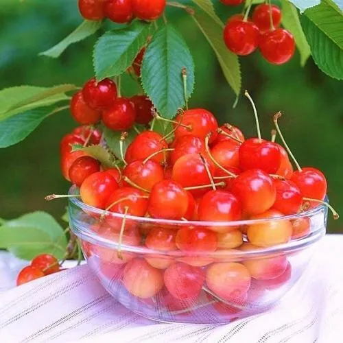 Черешня НАСЛАЖДЕНИЕ  Черешня НАСЛАЖДЕНИЕ в Москве