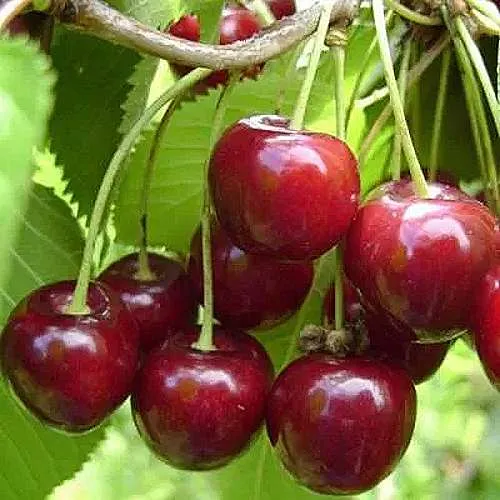 Вишня ХАРИТОНОВСКАЯ в Москве