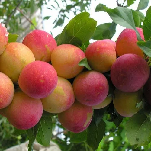 Слива СКОРОПЛОДНАЯ  Слива СКОРОПЛОДНАЯ в Москве