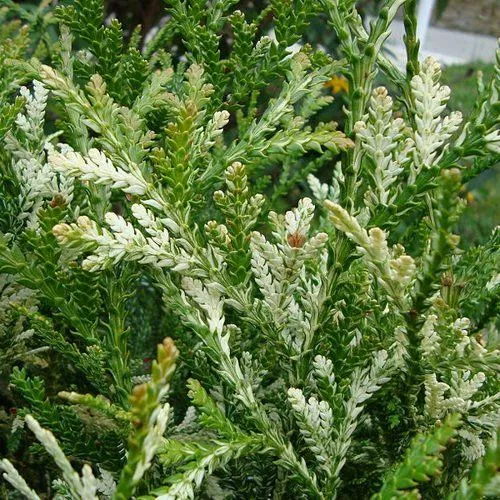 Туевик ВАРИЕГАТА долотовидный   Туевик ВАРИЕГАТА долотовидный  в Москве