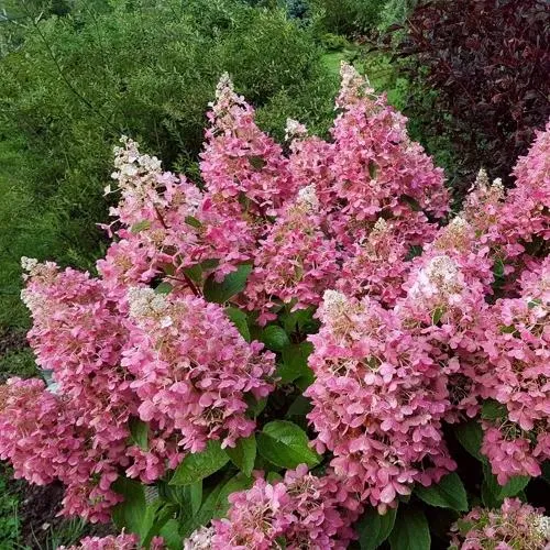 Гортензия ПИНКИ ВИНКИ метельчатая  Гортензия ПИНКИ ВИНКИ метельчатая в Москве