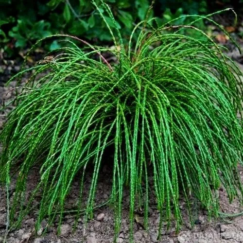 Туя ВИПКОРД складчатая в Москве