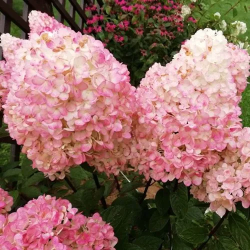 Гортензия МЭДЖИКАЛ КЭНДЛ метельчатая  Гортензия МЭДЖИКАЛ КЭНДЛ метельчатая в Москве