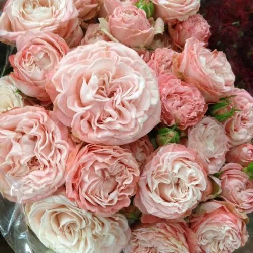 Саженцы роз МАДАМ БОМБАСТИК спрей  Саженцы роз МАДАМ БОМБАСТИК спрей в Москве