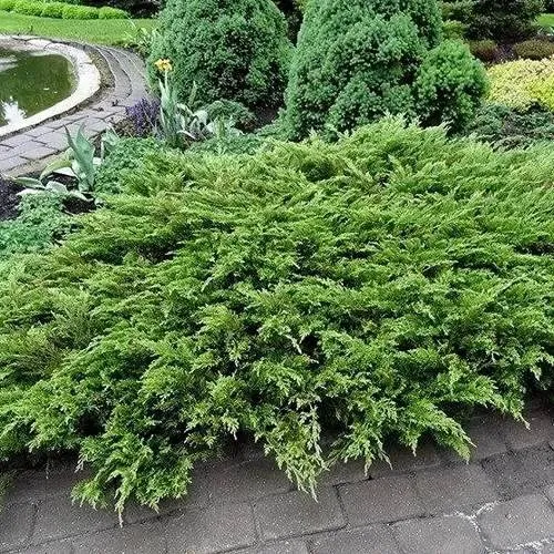 Можжевельник РОКЕРИ ДЖЕМ казацкий  Можжевельник РОКЕРИ ДЖЕМ казацкий в Москве