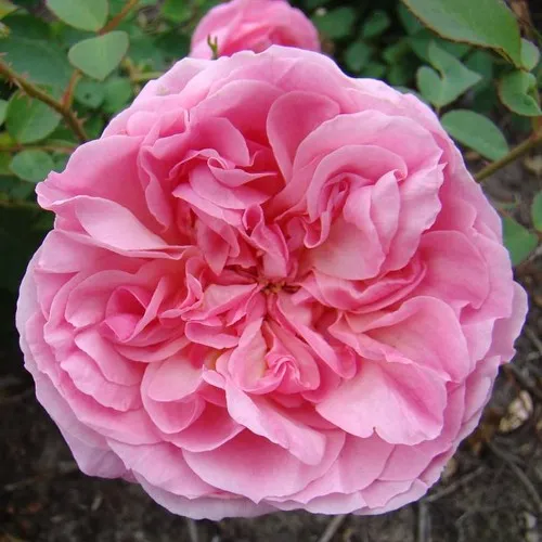 Саженцы роз ХАЙДИ ХОЛЛ английская  Саженцы роз ХАЙДИ ХОЛЛ английская в Москве