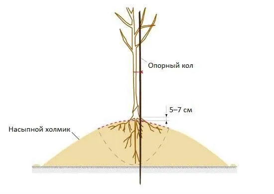 Как и когда лучше посадить саженцы? Как и когда лучше посадить саженцы?