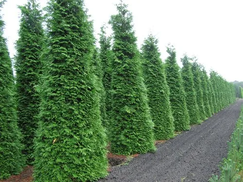 Туя складчатая.jpg