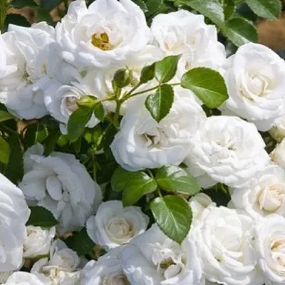 Роза НЕЖ ДЕ ТЕ мускусная Роза НЕЖ ДЕ ТЕ мускусная