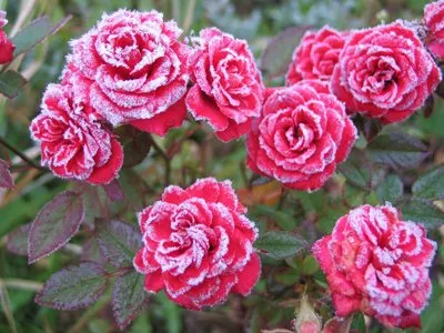 Морозостойкие розы.jpeg Морозостойкие розы.jpeg