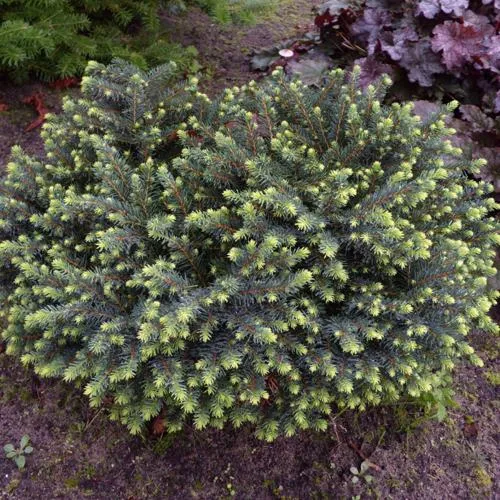 Ель сербская.jpg Ель сербская.jpg