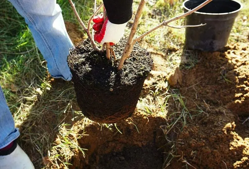 Как и когда лучше посадить саженцы? Как и когда лучше посадить саженцы?