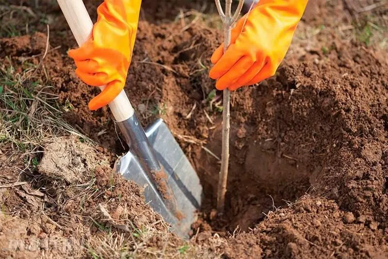 Как и когда лучше посадить саженцы? Как и когда лучше посадить саженцы?