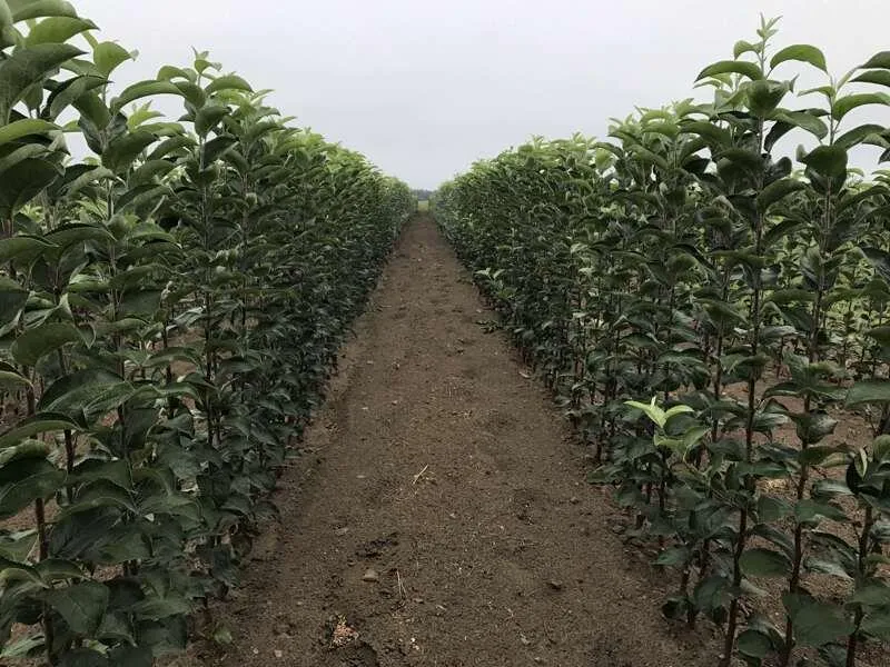 sazhentsy_kupit_optom1.jpg sazhentsy_kupit_optom1.jpg