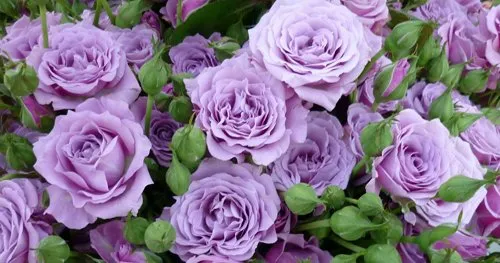 Сиреневые розы.jpeg Сиреневые розы.jpeg