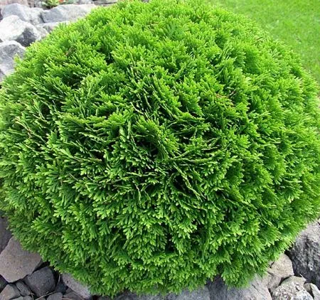 Карликовые сорта для сада Карликовые сорта для сада