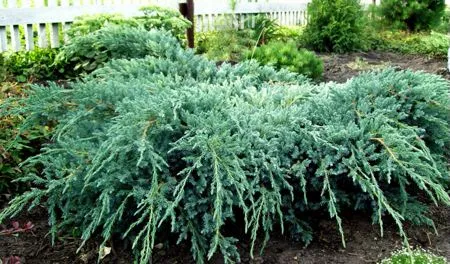 Карликовые кустарники для сада Карликовые кустарники для сада