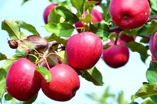 саженцы красных яблонь
