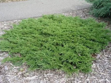 Карликовые кустарники для сада Карликовые кустарники для сада