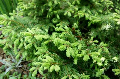 Ель обыкновенная.jpg Ель обыкновенная.jpg