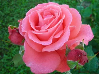 Французкие розы.jpeg Французкие розы.jpeg