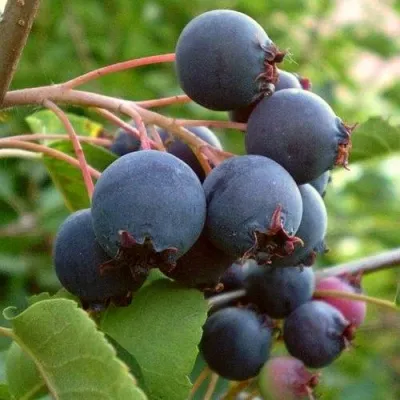 Ирга THIESSEN — описание сорта Ирга THIESSEN в Москве