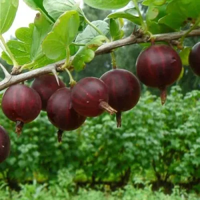 Крыжовник КРЫЖАЧОК в Москве